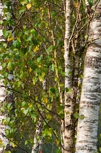 Birch forest with bracken undergrowth