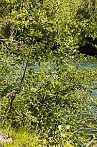 Southernmost Slovenian Trail