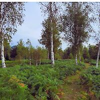 Razvijamo belokranjsko daljinsko pohodno pot