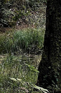 Zelena destinacija