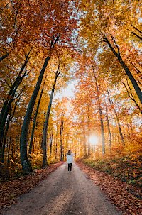 The Shepherd’s Trail