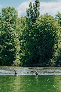 Razvojno informacijski center Bela krajina uspešen na razpisu za sofinanciranje promocije destinacije Bele krajine