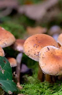 Razstava gob