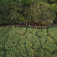 Priročnik Invazivne tujerodne vrste v Beli krajini