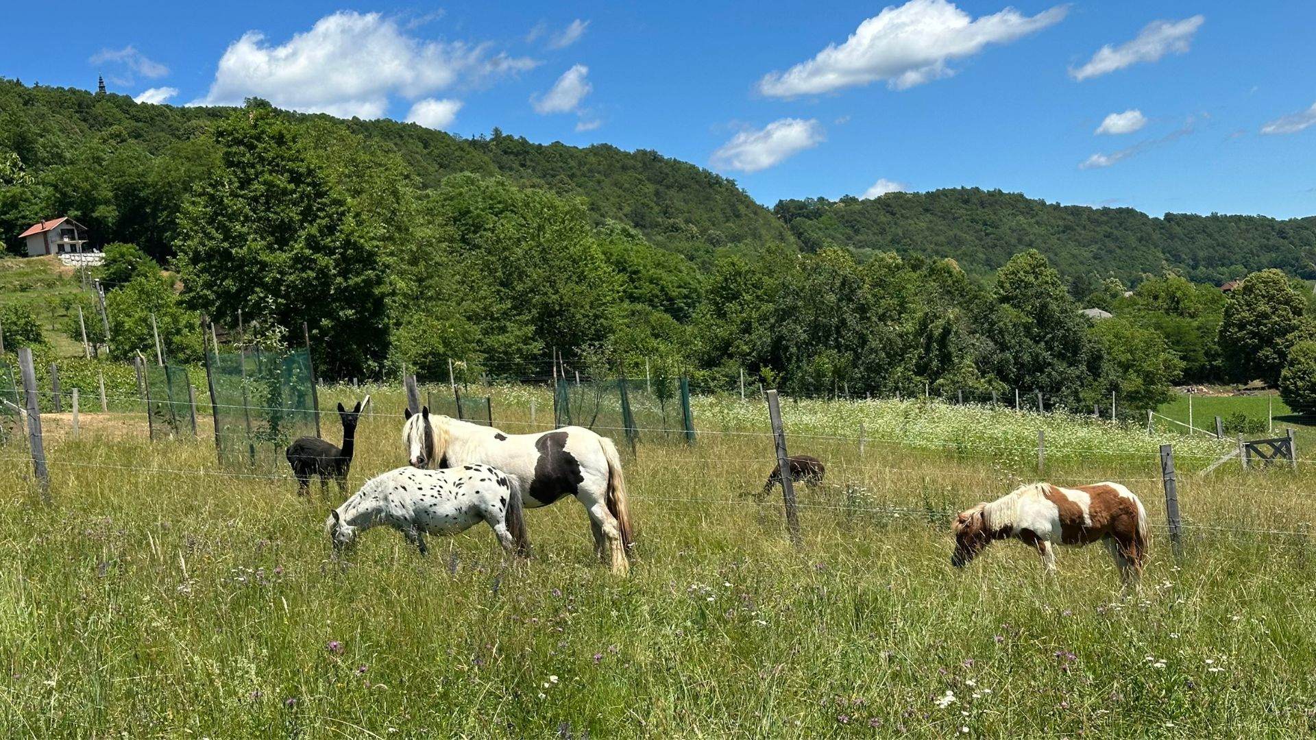 Analogni dan na posesti – doživetje brez zaslonov, polno pristnih stikov